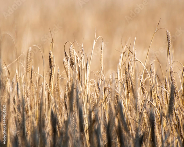 Obraz golden wheat field