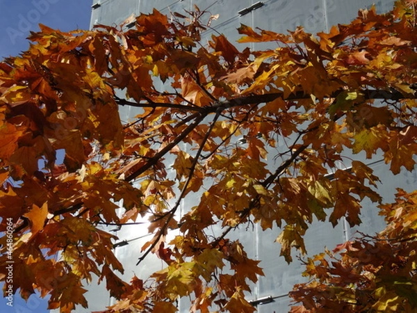 Obraz Herbststimmung