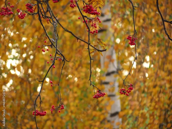 Obraz red autumn leaves