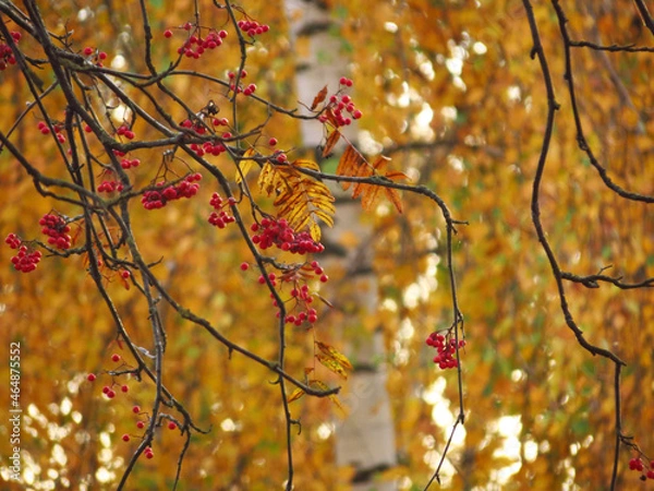 Obraz red autumn leaves