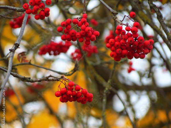 Obraz red berries in autumn