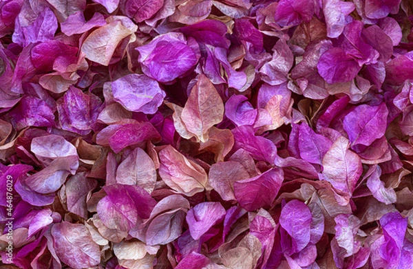 Fototapeta Full Frame Shot Of Pink Flowers.Petal Background For Greeting Card.Copy space.