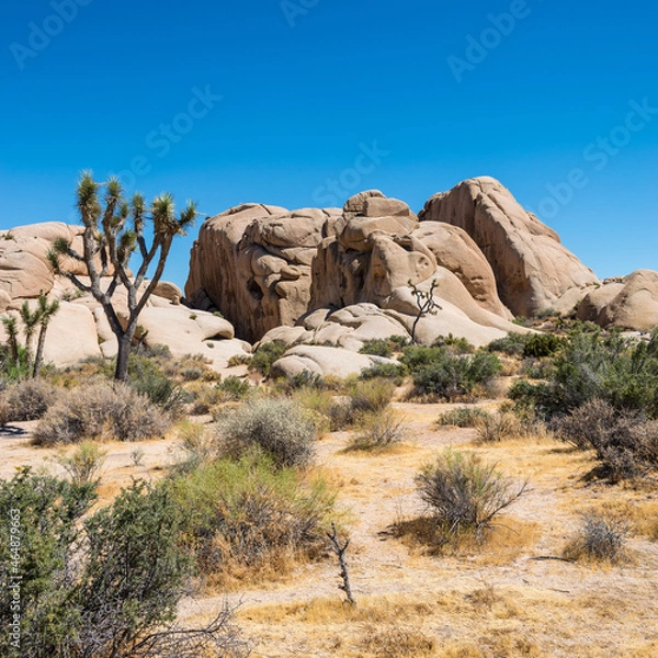 Obraz Joshua Tree Nationalpark