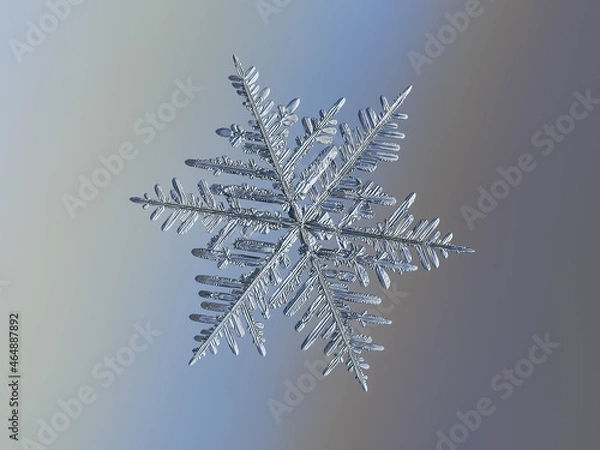 Fototapeta Snowflake on smooth blue background. Macro photo of real snow crystal: elegant stellar dendrite with complex structure, glossy 3D surface, six flat, thin arms and intricate inner details.
