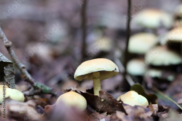Obraz Mushrooms in autumn forest. Close up photo of white mushroom. 