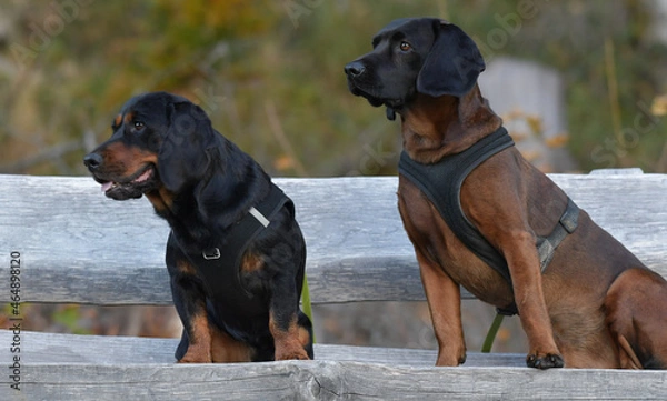 Fototapeta Jagdhunde beim Warten