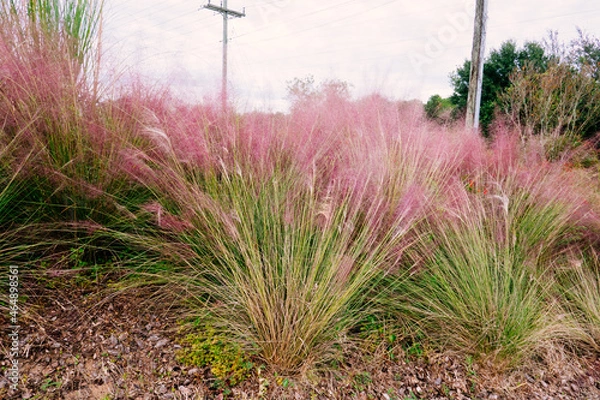 Obraz Beautiful pink Muhlenbergia capillaris grass	