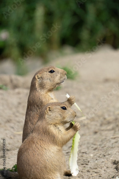 Fototapeta Erdmännchen