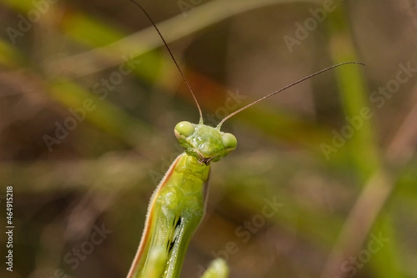 Fototapeta green praying mantis