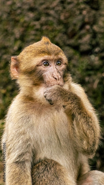 Obraz close up of a baboon monkey
