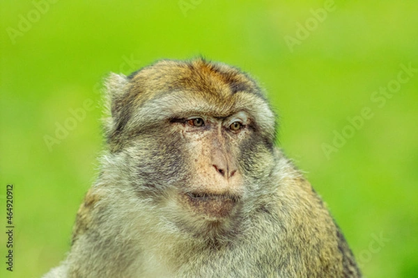 Fototapeta close up of a baboon monkey