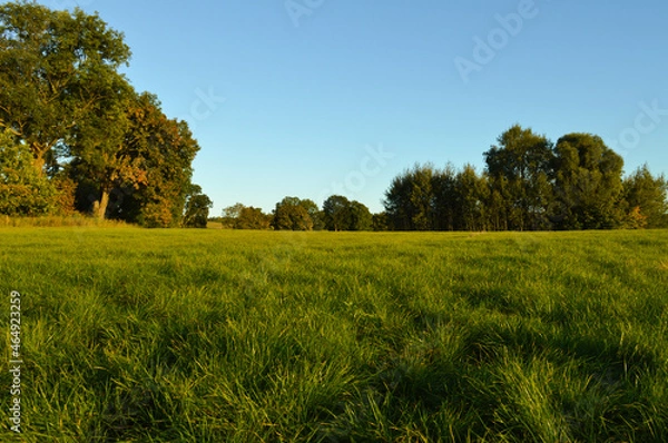 Obraz Grass, Polish meadow, green