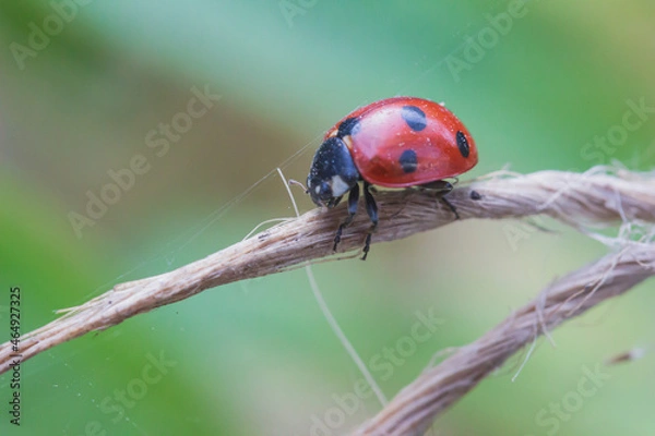 Obraz common ladybug on an old twisted thread side view