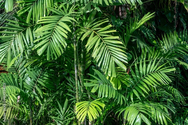 Fototapeta Close-up view of palm leaves in the jungle in Thailand