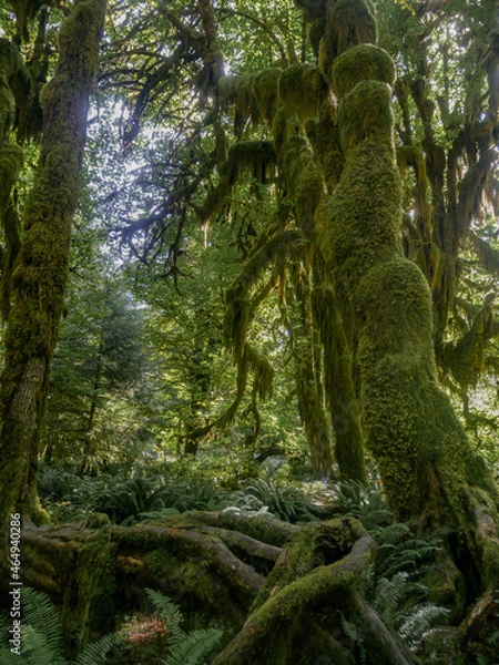 Obraz Moss covered trees in Rainforest 