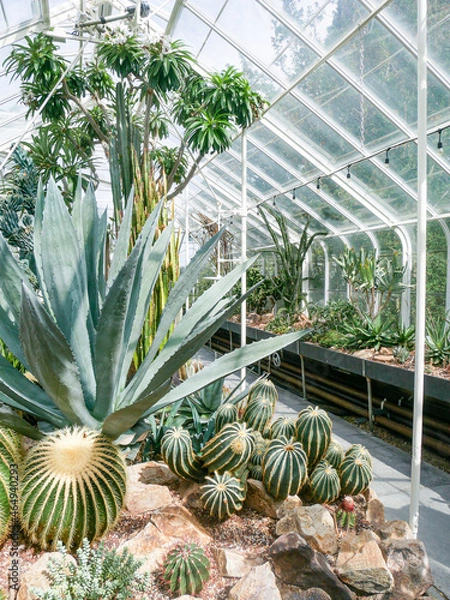 Obraz Cacti in Greenhouse 