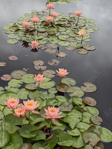 Obraz Water Lilies before a Storm