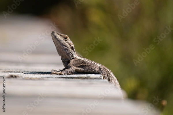 Fototapeta Eastern Water Dragon