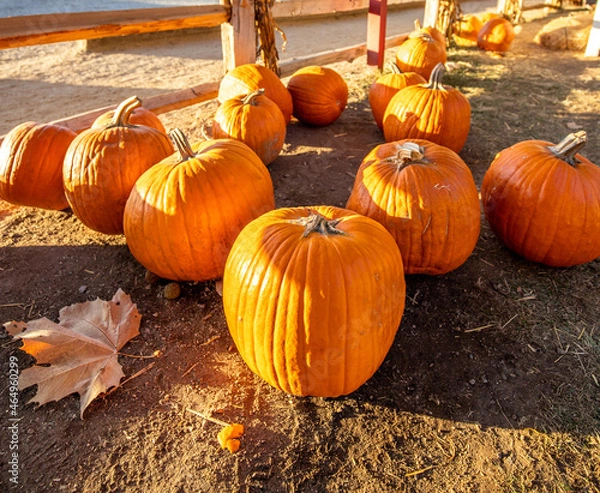 Obraz Halloween pumpkins