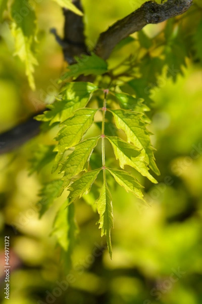 Fototapeta Trumpet creeper Madame Galen
