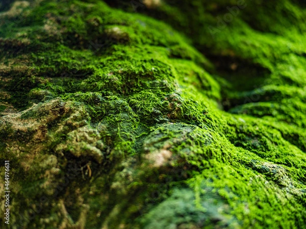 Fototapeta 苔むした木の根