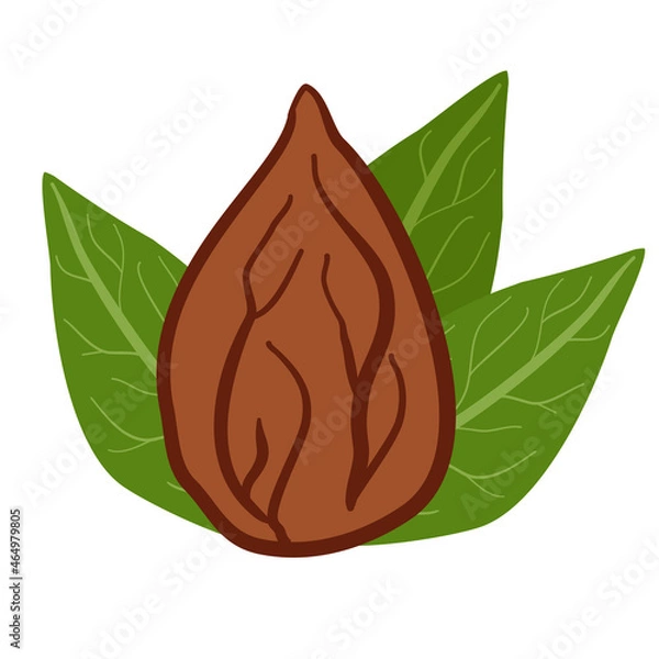 Fototapeta whole almond without shell. Vector color realistic illustration. nut with leaves isolated on white background