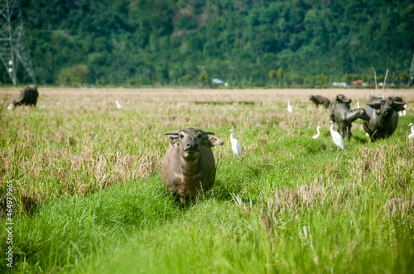 Obraz buffalo in the rice field