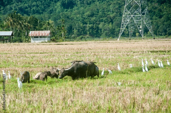 Obraz buffalo in the rice field