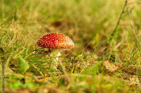 Fototapeta Cute little fly agaric (Amanita muscaria). Toxic mushroom with red and white dots.