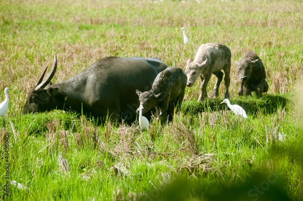 Obraz buffalo in the rice field