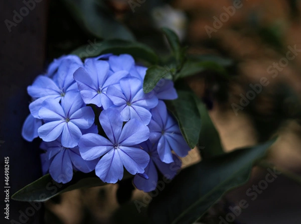 Obraz Plumbago mood