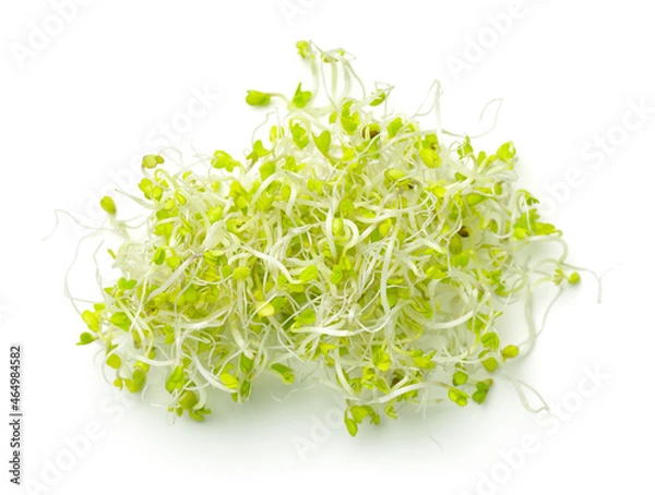 Fototapeta Healthy Broccoli Sprouts Isolated On White Background