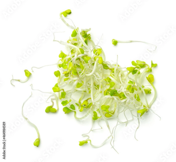Obraz Fresh Broccoli Sprouts Isolated On White Background