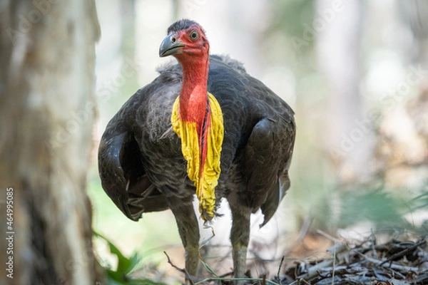 Obraz Australian Brush Turkey