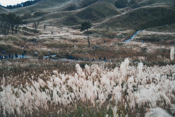 Fototapeta 秋の山と空とすすき