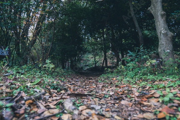 Fototapeta 秋の山と木々の紅葉