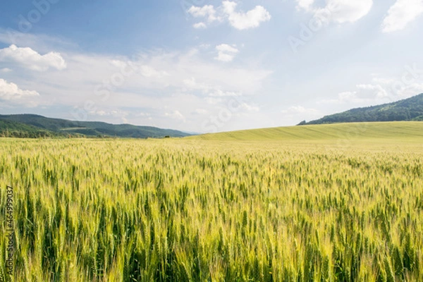 Fototapeta wheat field and sunny day 