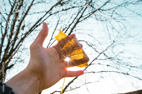 Fototapeta Nature in humans hand. Sun shining trough hand and maple leaf.