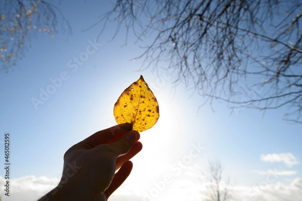 Obraz Human holds orange leaf. through you can see the strands of the leaf