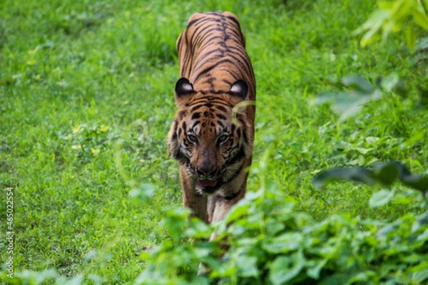 Obraz tiger in the forest
