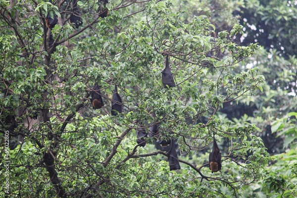 Fototapeta bats on a tree