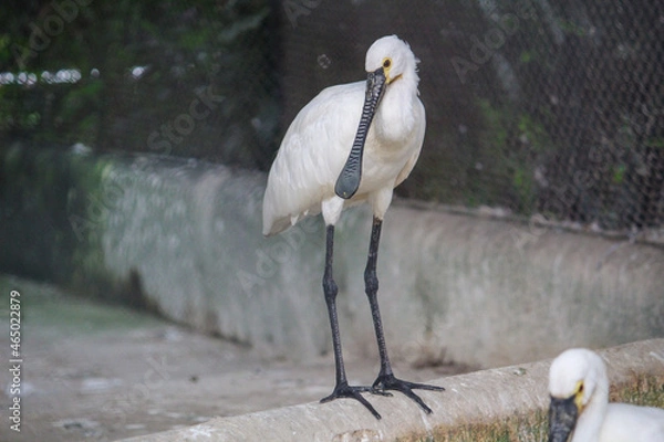 Obraz great blue heron