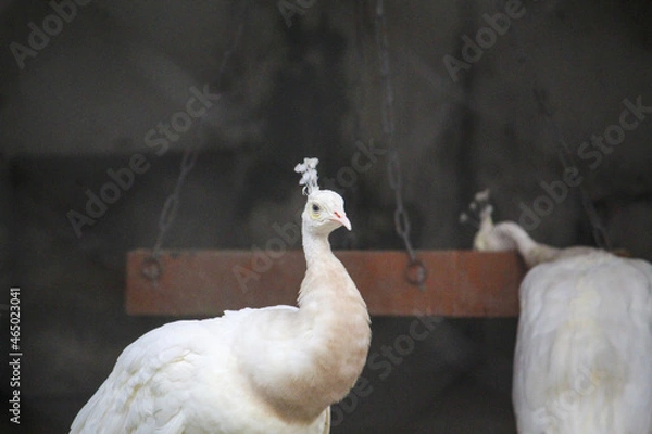 Obraz white alpaca in the mountains