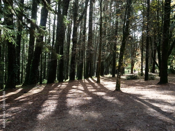 Fototapeta Tall Trees