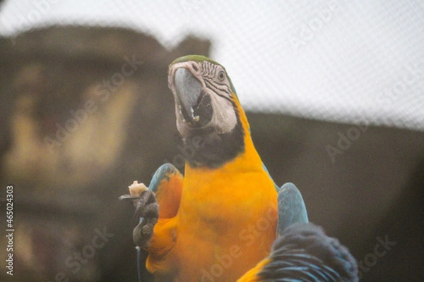 Obraz blue and yellow macaw