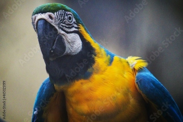 Obraz blue and yellow macaw