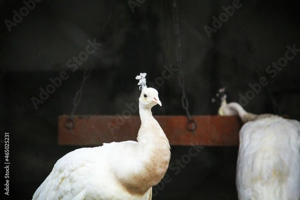 Fototapeta llama with a background