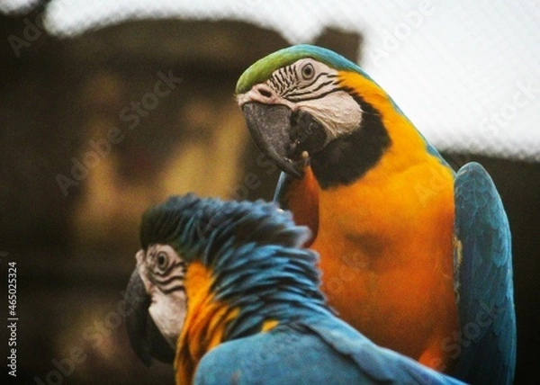 Obraz blue and yellow macaw