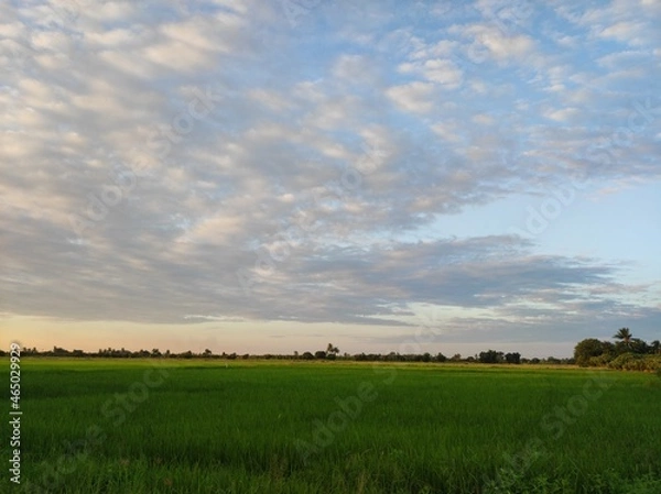 Obraz landscape with cows