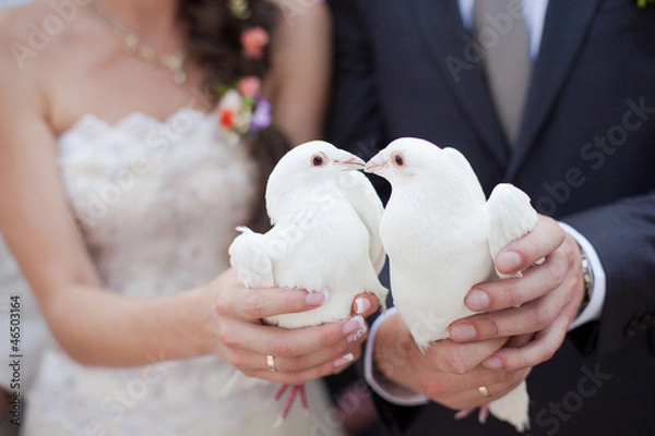 Obraz Two white doves.Wedding